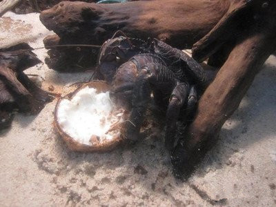 椰子蟹为什么是保护动物,椰子蟹为什么又会被称为强盗蟹