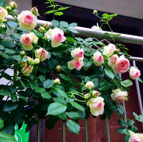 养花长虫子了,养花的水里有虫子怎么杀虫不伤花