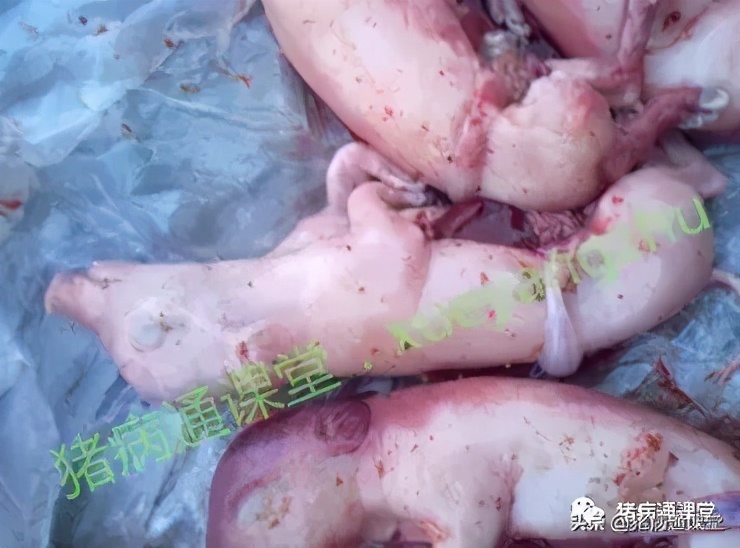 母猪流产的原因和治疗方法,引起母猪流产的罪魁祸首详细分析