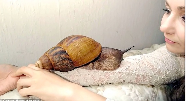 巨型蜗牛原来长这样,养一只巨型的非洲大蜗牛