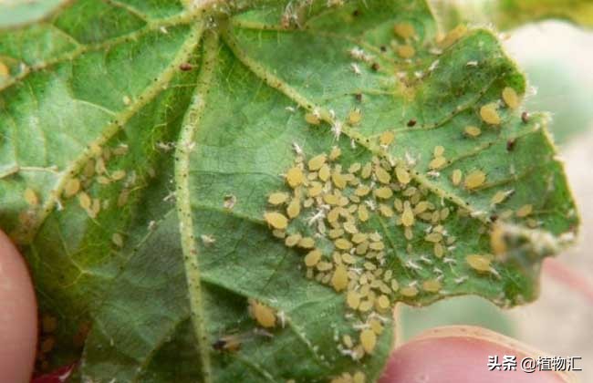 教你识别十大虫害,专治各种害虫图谱大全