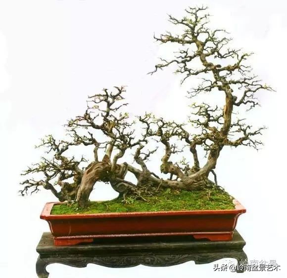 雀梅盆景下山桩如何栽,雀梅提根盆景老桩欣赏