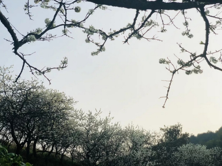 重庆春日踏青哪里好玩,重庆游玩攻略春天赏花