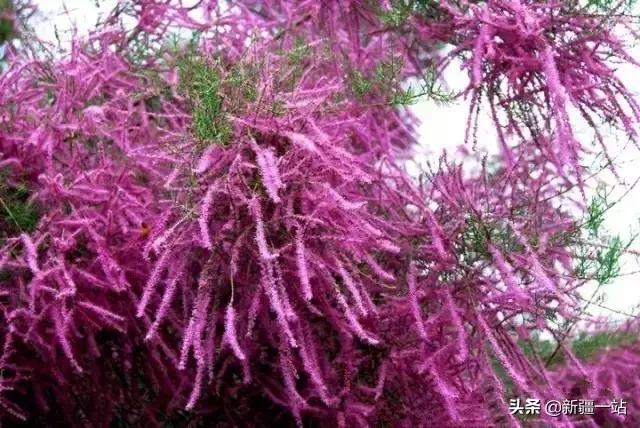 荒漠中有哪些能吃的植物,南疆常见的野生植物