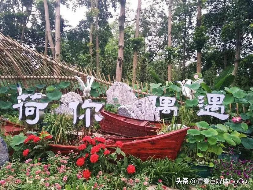 深圳荷花公园好去处,深圳荷花景点推荐