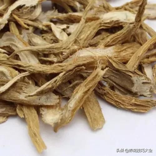 这几种花爱喝水越浇水长得越旺盛,这几种花草浇水浇不对越养越不好