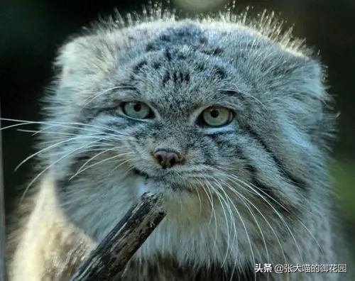 最危险的8种猫排名,世界上最历害的猫有哪些