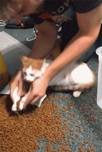 打猫可以纠正猫的坏行为吗,猫犯错了可以关起来吗