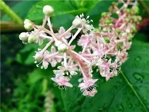 农村常见野花野草,这些野菜农村随处见