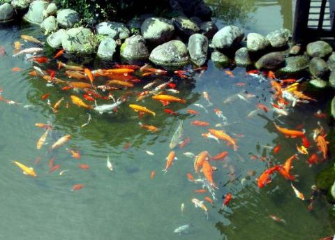 混群加人不被踢？而且是主动吸粉，100%管用