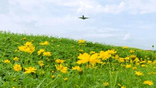 双流哪里可以赏花看飞机,双流附近赏花攻略路线