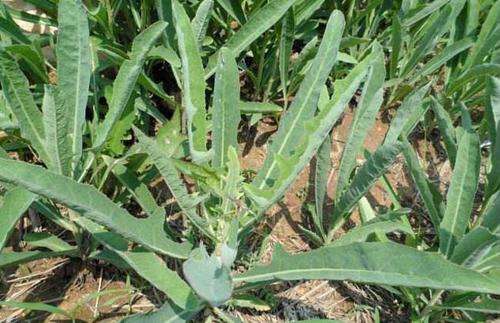 立春过后哪几种野菜好吃,立春后吃什么野菜长得快