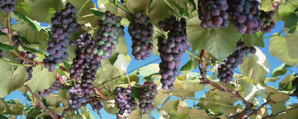 葡萄扦插苗怎么管理,葡萄秋天栽可以吗