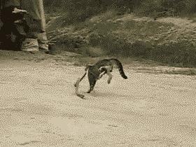 福懋动物医院猫科,福懋宠物诊疗中心