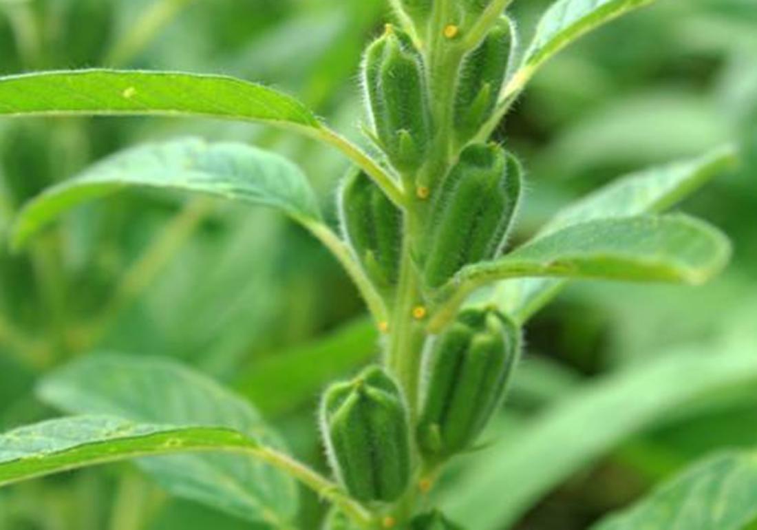 芝麻种植技术和收割方法,芝麻能重茬种植吗