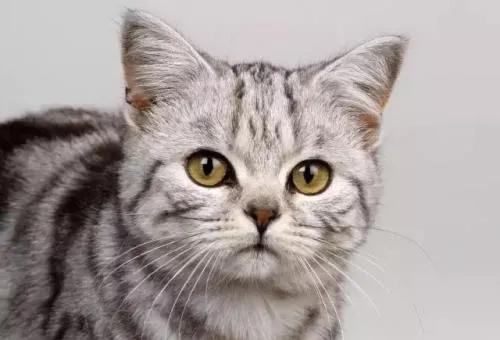 养猫招财到什么程度最好,猫咪是招财猫的象征