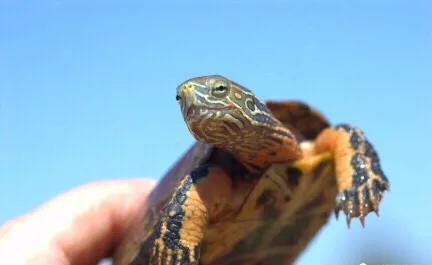 黄喉石龟图片大全,欧洲黄喉