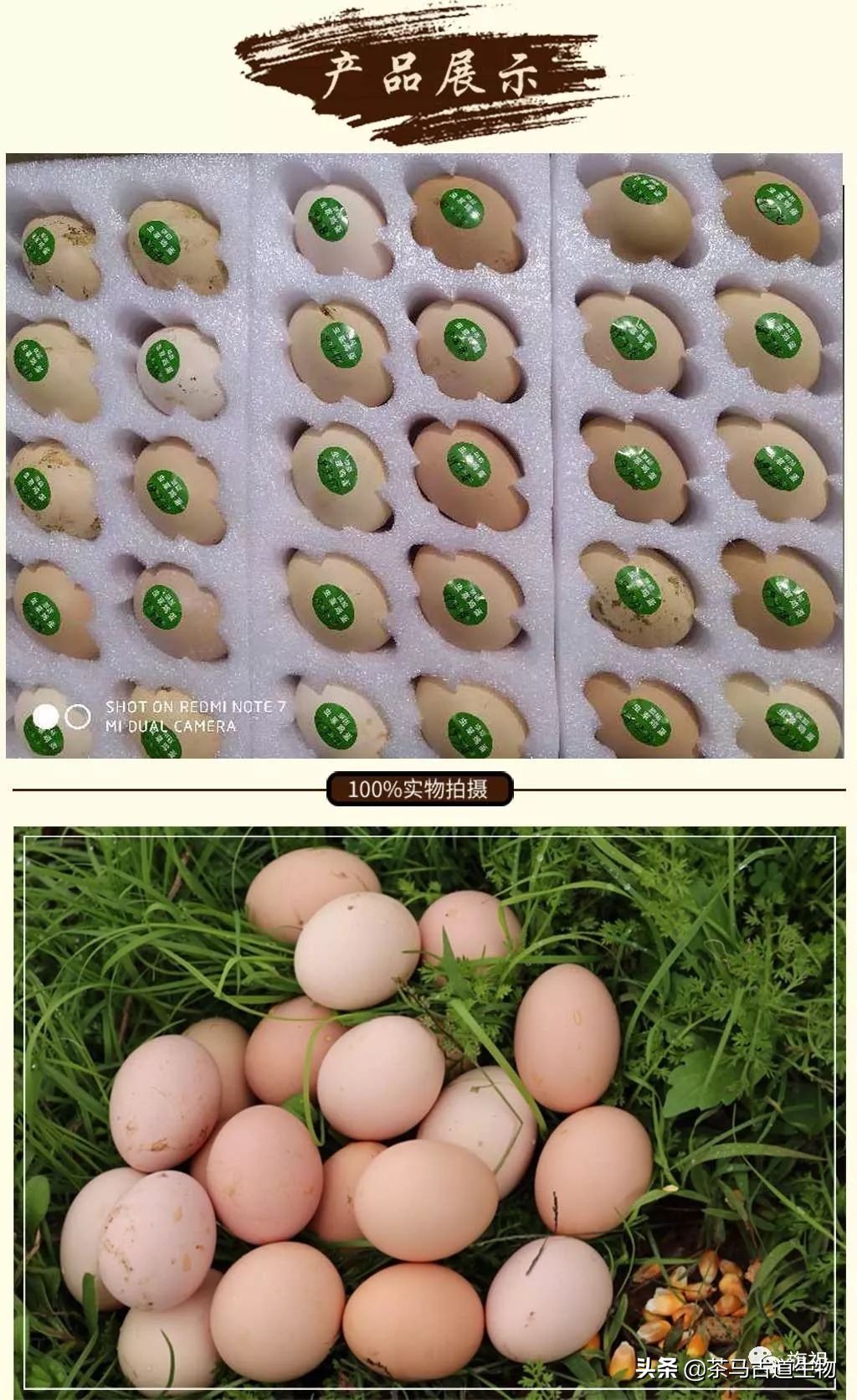 茶园散养绿壳鸡蛋,虫草蛋绿皮鸡蛋