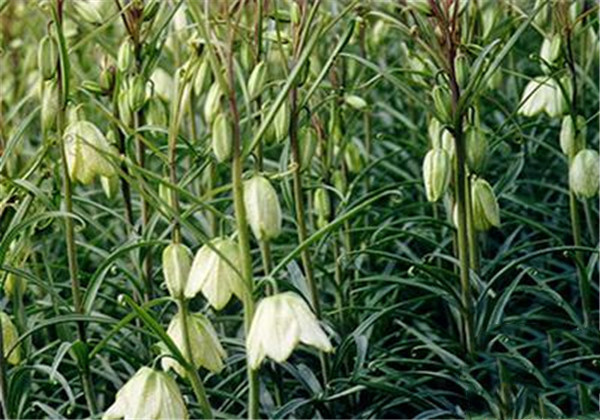 川贝母与土贝母的区别图片,川贝母和土贝母有什么区别