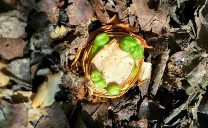 君子兰砍一刀留几公分,君子兰砍了一刀就开花了