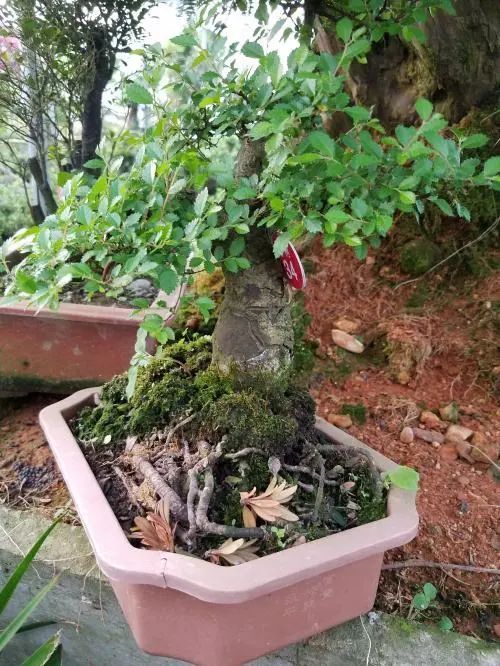 榆树盆景用的榆树是什么品种,小榆树盆景设计100种形态