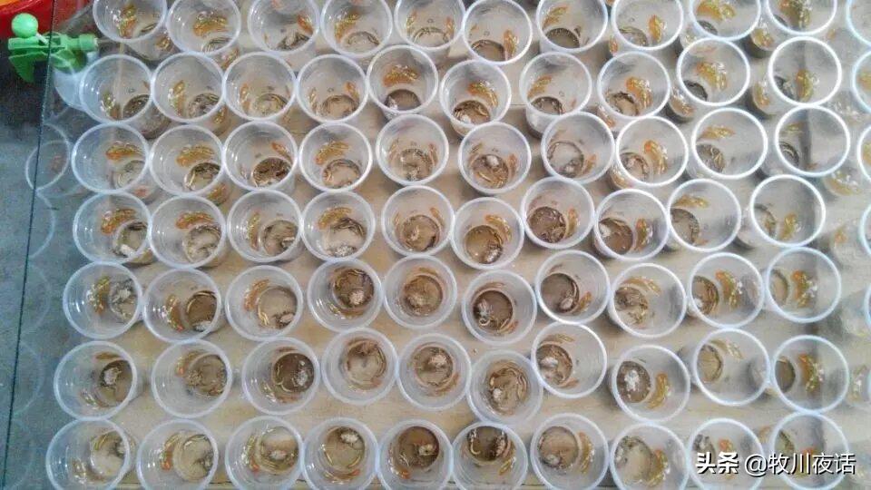 蝎子养殖一年真能赚三十万,蝎子养殖赚钱是真的吗