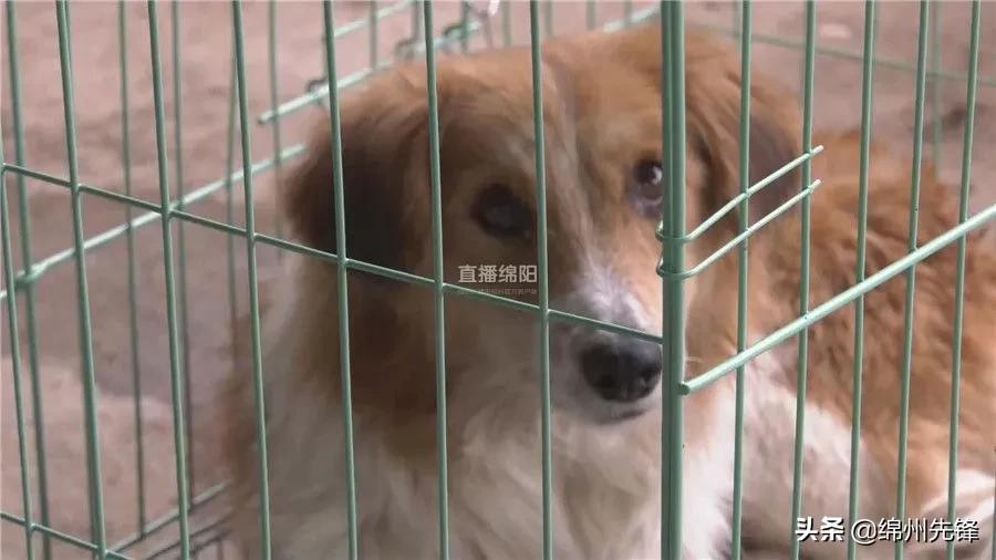 被救下的111条狗狗,一只金毛流浪狗被解救过程