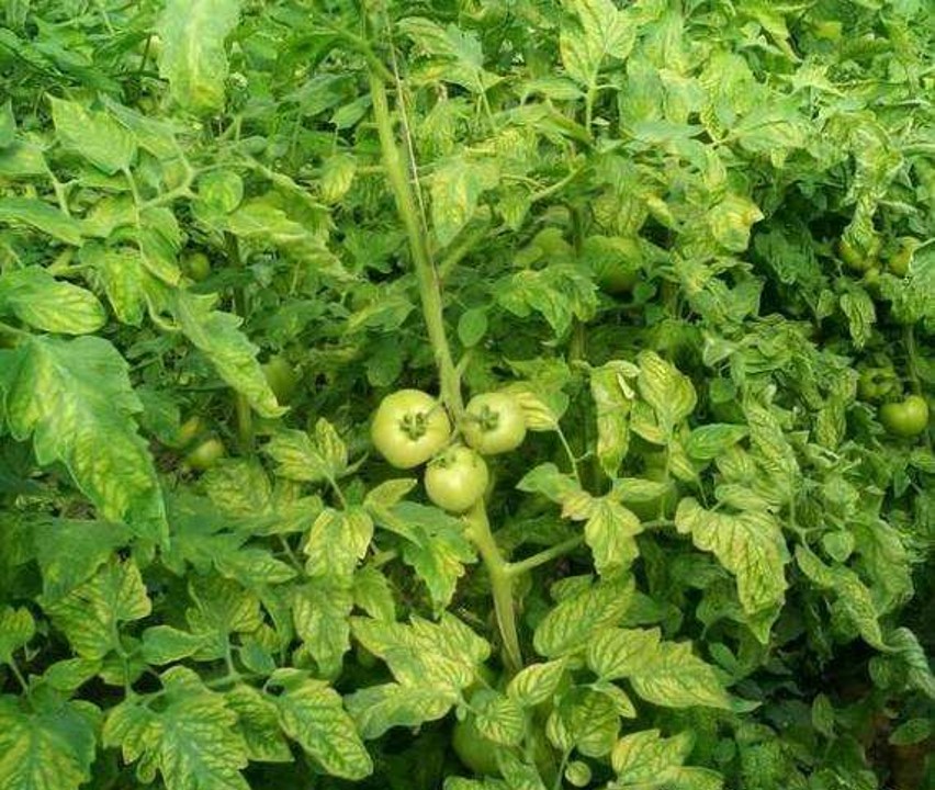 西红柿果实黄头的治疗方法,西红柿秧苗发黄如何挽救