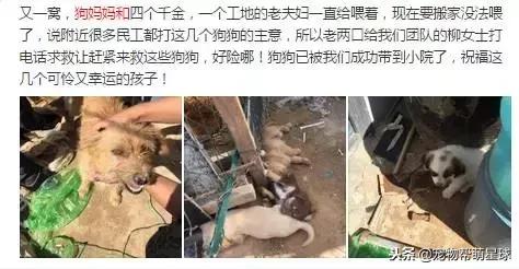 博美小狗被打视频,人们暴打博美犬