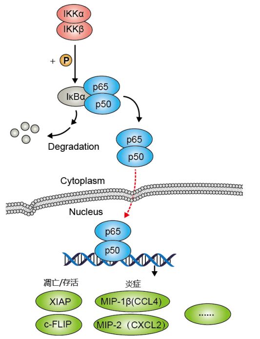 硬货的解析,硬货必买的10种