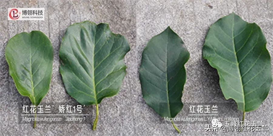 娇红一号玉兰真假识别,娇红一号玉兰和黄鸟玉兰区别