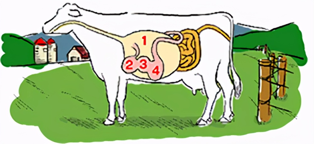 兔兔那么可爱为什么要吃它,兔兔这么可爱为什么要吃它