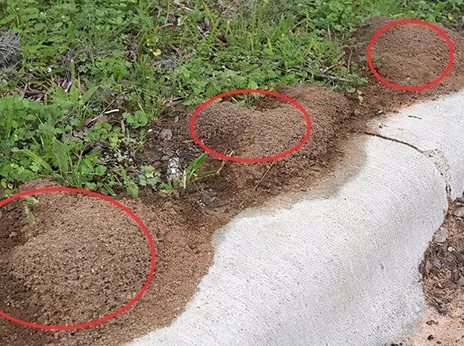 全球公认危险红火蚁入侵国内12省,全球公认危险红火蚁入侵