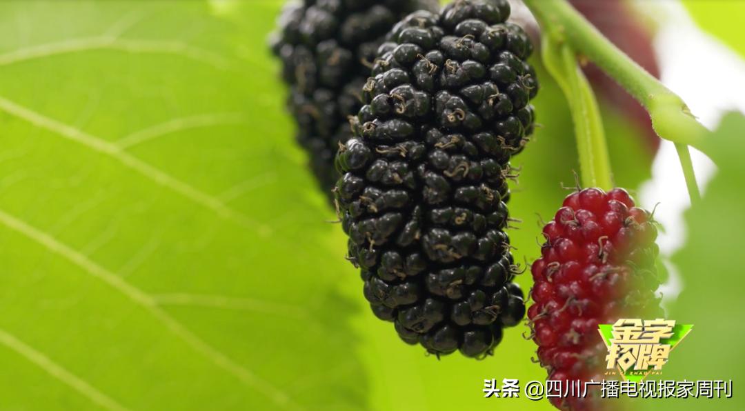 金字招牌|走，到德昌吃桑per！把嘴巴吃来亲妈都认不到的乌