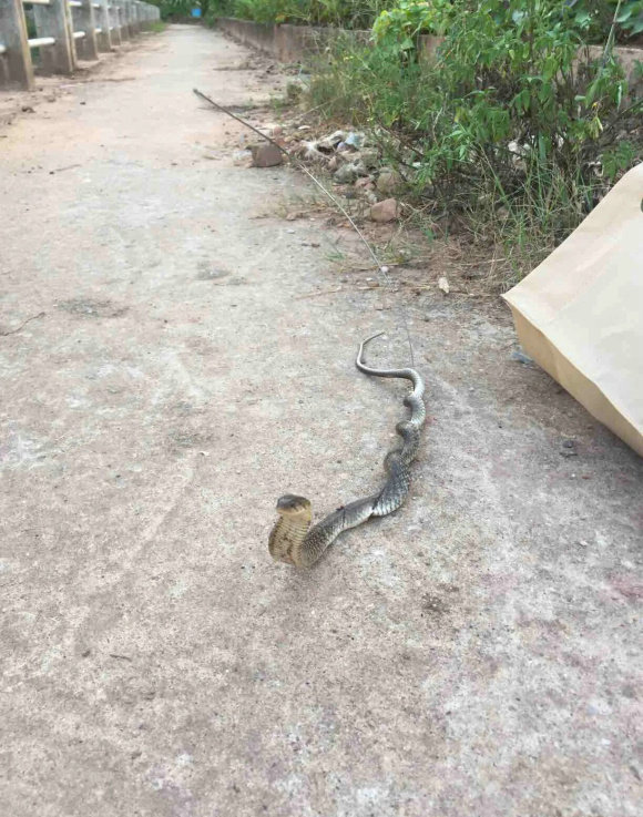 野钓驱蛇防蛇简单方法,水蛇碰到水会怎么样