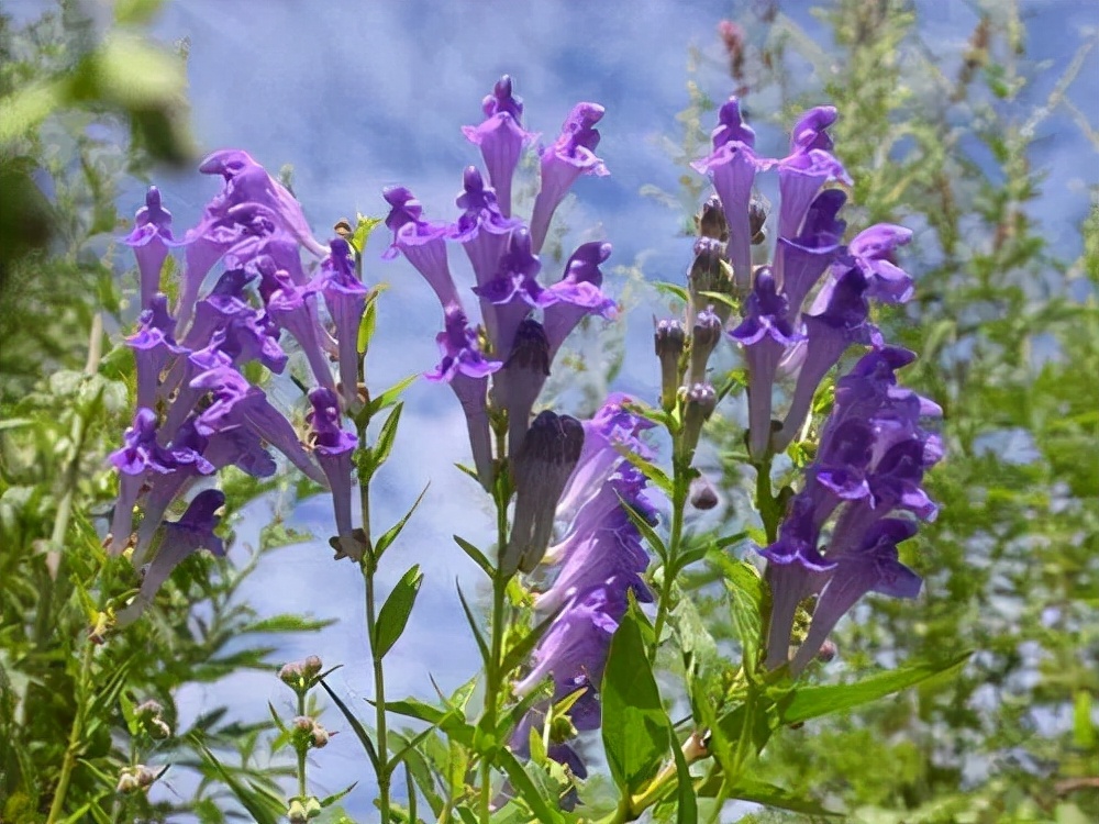 岭南经方--刘志龙教授运用经方治疗糖尿病经验介绍