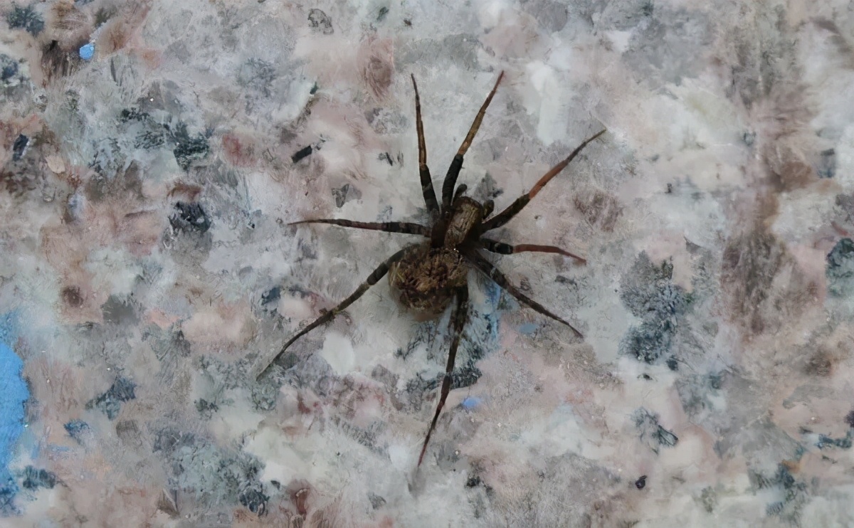 福建乡下一些常见的蜘蛛，看看有没有你认识的？