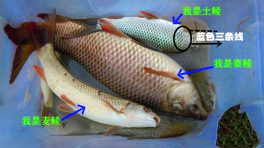 如何钓鲮鱼教你一招,钓鲮鱼饵料怎么搭配