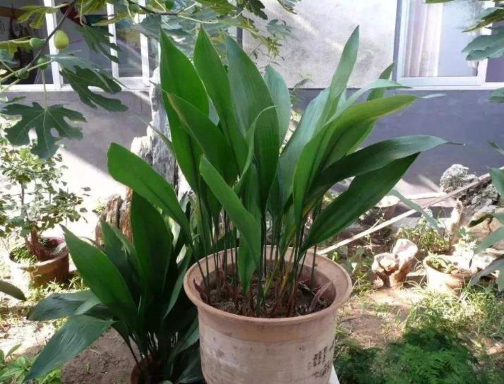 除甲醛的盆栽什么比较好,种植什么植物除甲醛