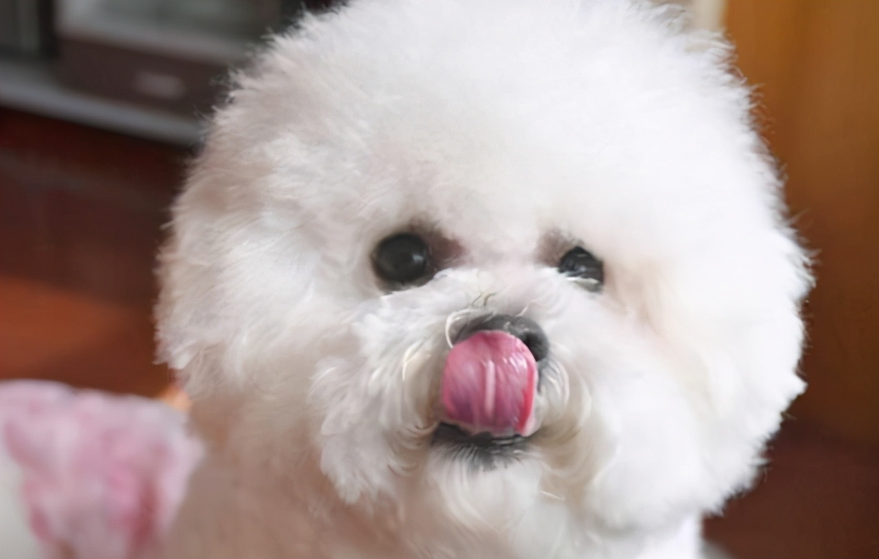 比熊犬喜欢咬主人手怎么办,比熊犬为什么爱咬人