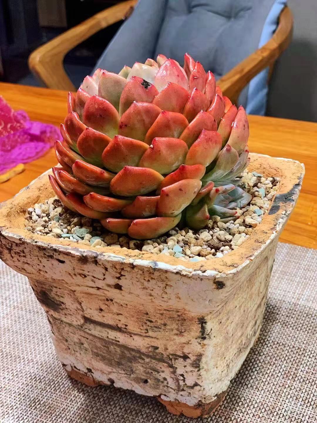 橙梦露怎么养容易出颜色,橙梦露一般怎么养护