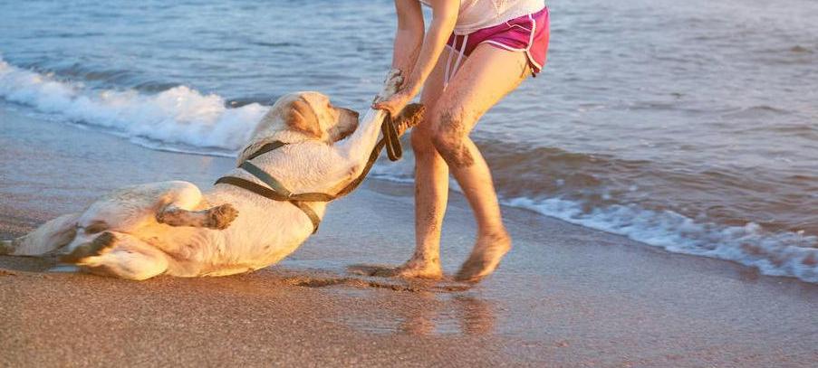 狗狗大量喝水是狂犬病前兆吗,兽医告诉你狗狗狂犬病6种表现