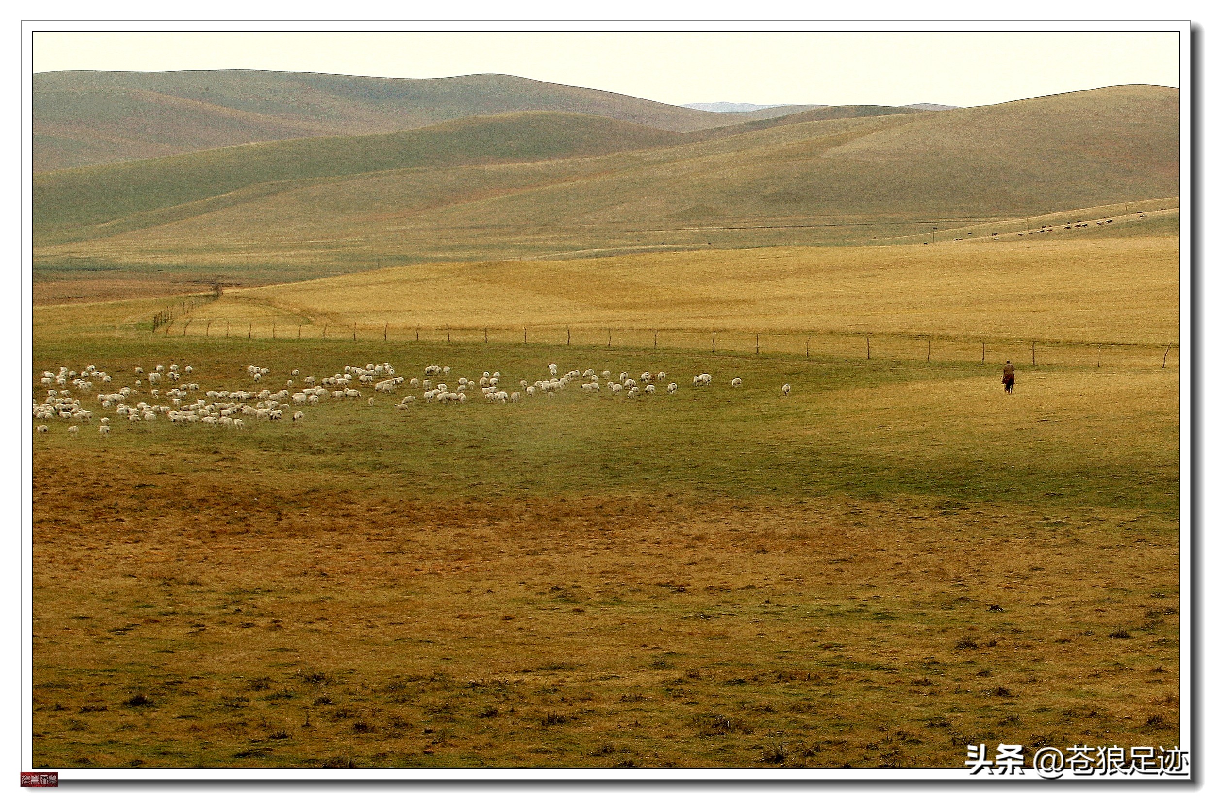 野阔牛羊同雁鹜——雄浑壮阔的贡格尔草原