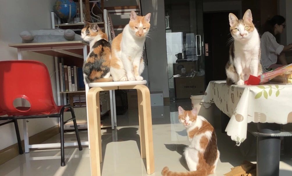 怎么预防猫咪得猫瘟,又到猫瘟高发季