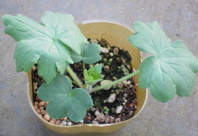 飞燕草黑斑怎么办,飞燕草叶片发黄焦边