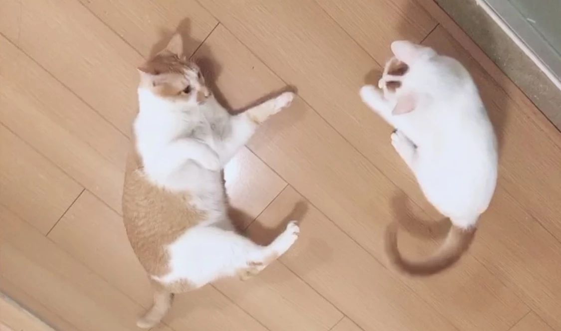 怎么预防猫咪得猫瘟,又到猫瘟高发季