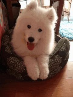 科普小知识：狗狗的基本构造