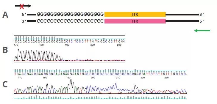 金唯智新型技术测通AAV-ITR区域，解决基因疗法痛点