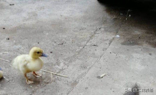 鹅拉白屎喂什么药好,鹅拉白粘稠粪是什么病