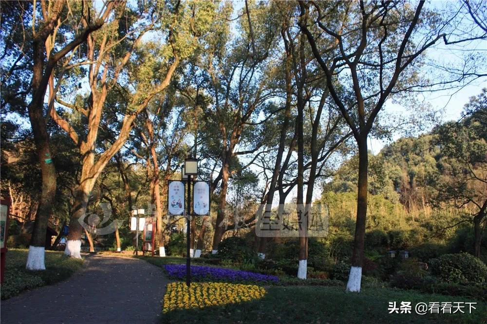 泸州四季花海开放了吗现在,泸州3月赏花胜地心花怒放在哪